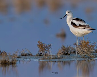 Säbelschnäbel Fotografie: Utah Salt Lake Fine Art Print