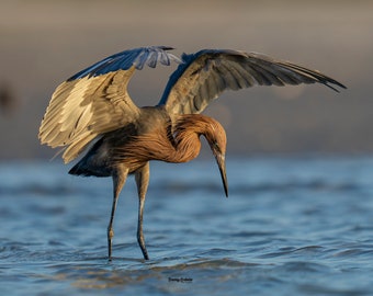 Reddish Egret Bird Florida Photography Wall Art Print | Wildlife Photography | Digital Prints | Egret Florida Wildlife Nature Photography