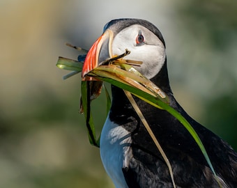 Atlantic Puffin Bird Maine Photography Wall Art Print | Wildlife Photography | Digital Prints | Puffin Wildlife Nature Photography Print