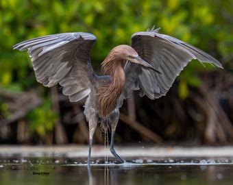 Reddish Egret Bird Florida Photography Wall Art Print | Wildlife Photography | Digital Prints | Egret Florida Wildlife Nature Photography