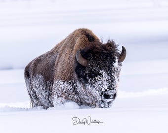 American Bison Montana Photography Wall Art Print | Wildlife Photography | Digital Prints | American Bison Wildlife Nature Photography Print