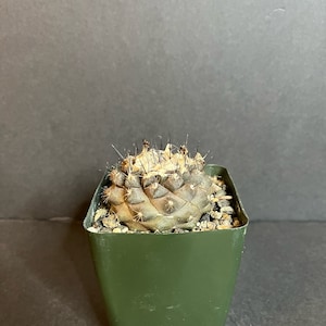 Copiapoa Hypogaea, Rare Cactus