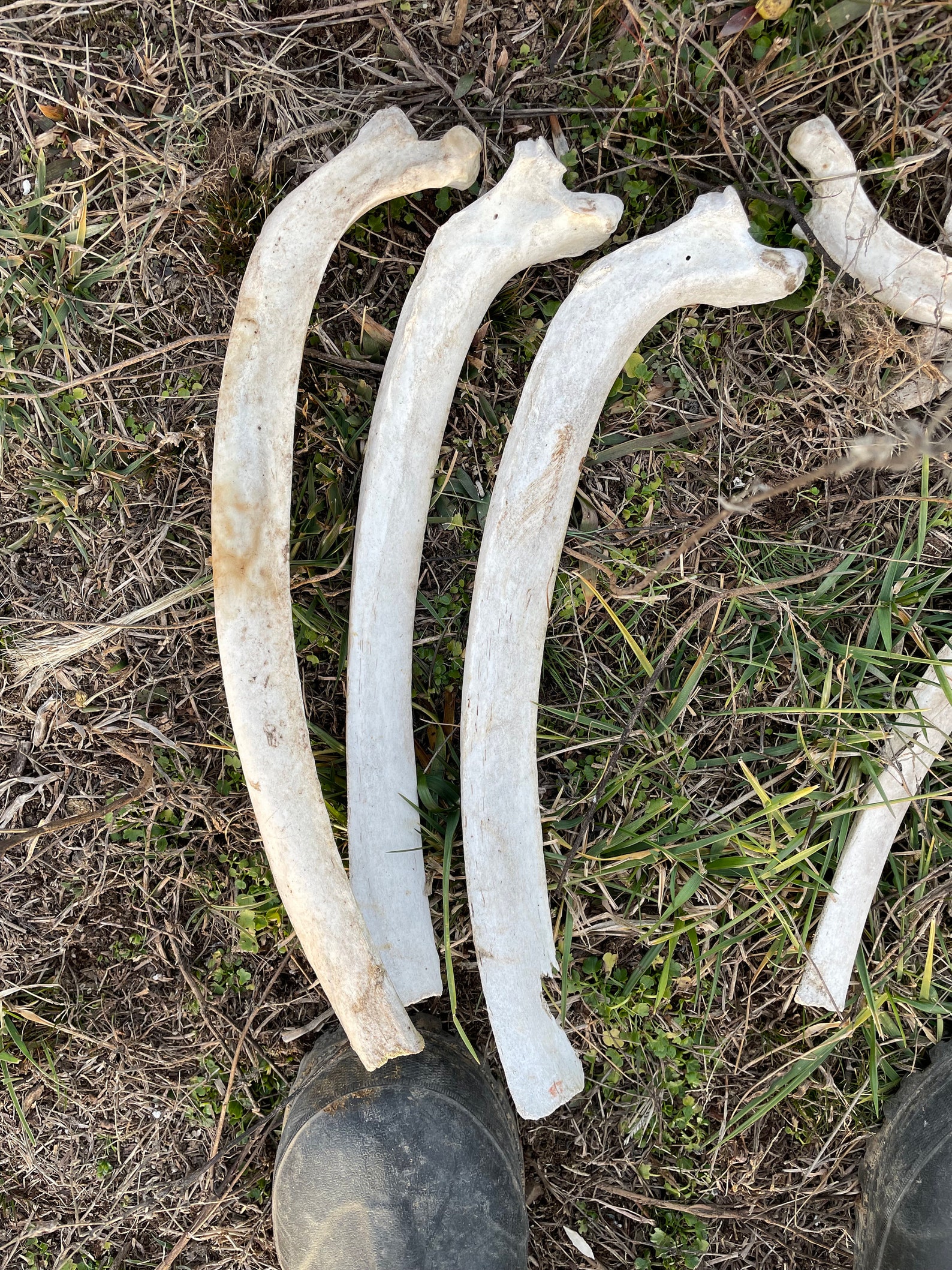 Astonishing! The Hidden Truth About Horse Rib Cages - h89y7bu
