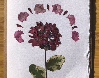 Carte vierge vraie fleur pressée | Fleurs séchées | de voeux | 4 x 6 pouces