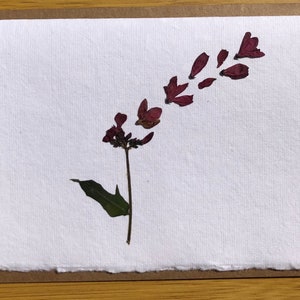 Carte vierge vraie fleur pressée | Fleurs séchées | de voeux | 4 x 6 pouces