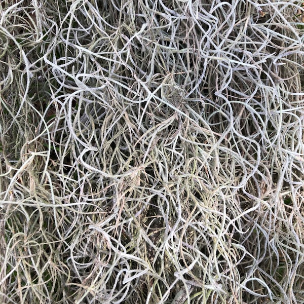 Preserved Spanish Moss – 100% Natural