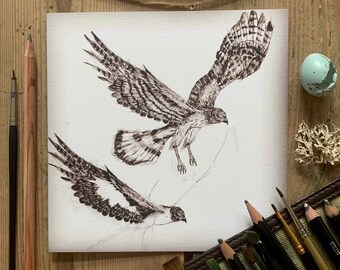 Hen Harrier Sketches, Square Greetings Card