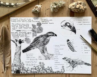 Goshawk Studies, A4 Art Print, Pencil and fine liner on paper Aged 7