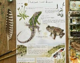 Sand Lizard Notes, A4 Art Print, Pencil and watercolour on paper, Age 10