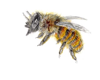 Red Mason Bee, A6 Greetings Card