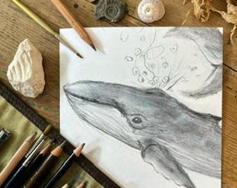 Humpback Whale, Pencil on paper, Drawn age 7