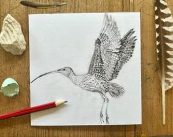 Curlew (pencil) Square Greetings card 149 x149 mm, Drawn aged 11