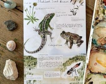 A5 Greeting Card, Sand Lizard Notes, Pencil and watercolour on paper, painted age 10