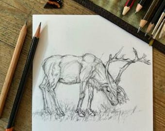 Reindeer Grazing, Square Greetings card, Pencil on paper, Drawn age 10
