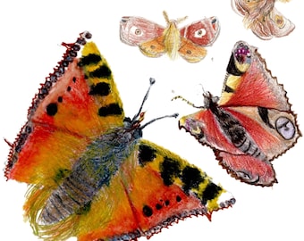 Butterflies and Moths, Square Greetings card 149 x149 mm