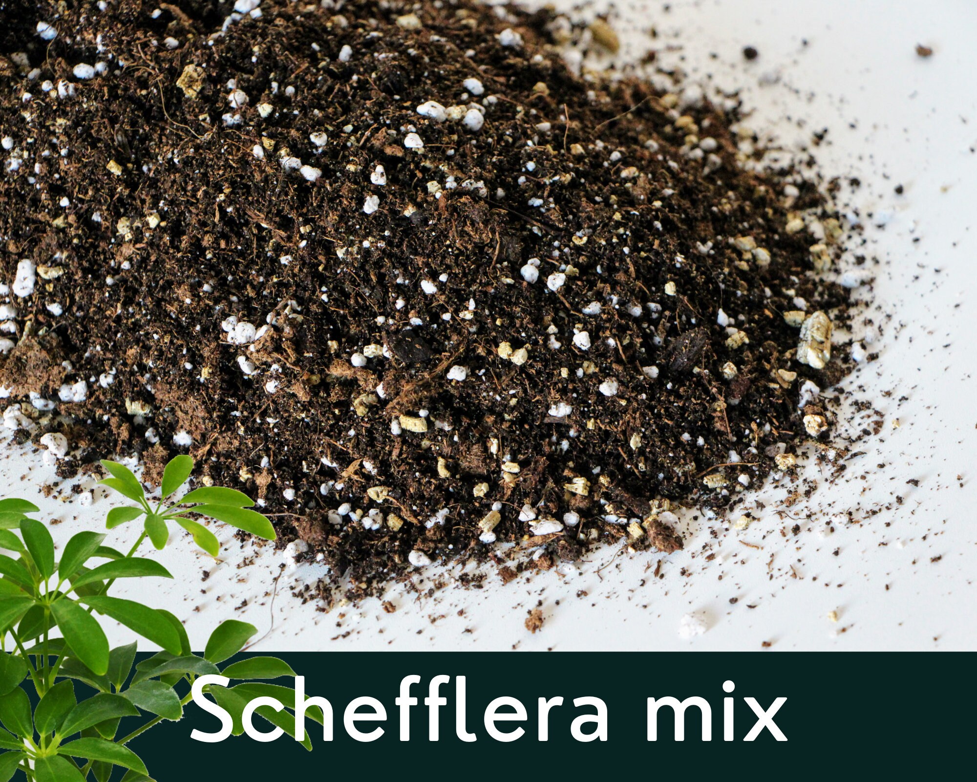 Substrat Schefflera | Terreau de Rempotage Mélange Artisanal & Biologique