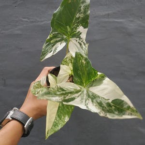 Syngonium Albo Variegated Live Plant in 4” Pot — Rare Variegated Arrowhead Vine, Easy Care Tropical Indoor Houseplant - US SELLER -