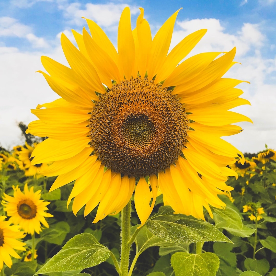 Sunflower Seeds Large Helianthus Annuus Giant Sunflowers. Packet of 30