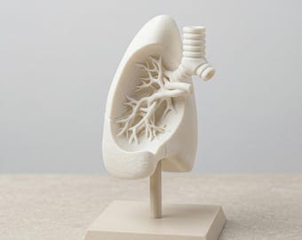3D Anatomic Heart Model STL File for 3D Printing