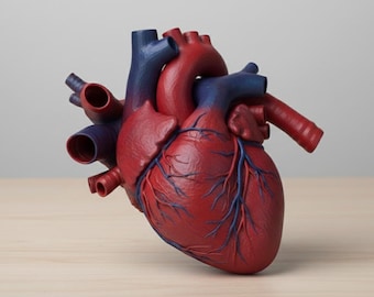 May include: A detailed anatomical model of a human heart. The model is primarily red with blue veins and arteries, and a blue base. The heart is resting on a light-colored wooden surface, with a neutral background.