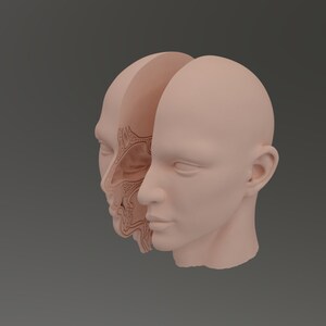 3D Human Head Model: Anatomical STL File for Printing (Digital Download)