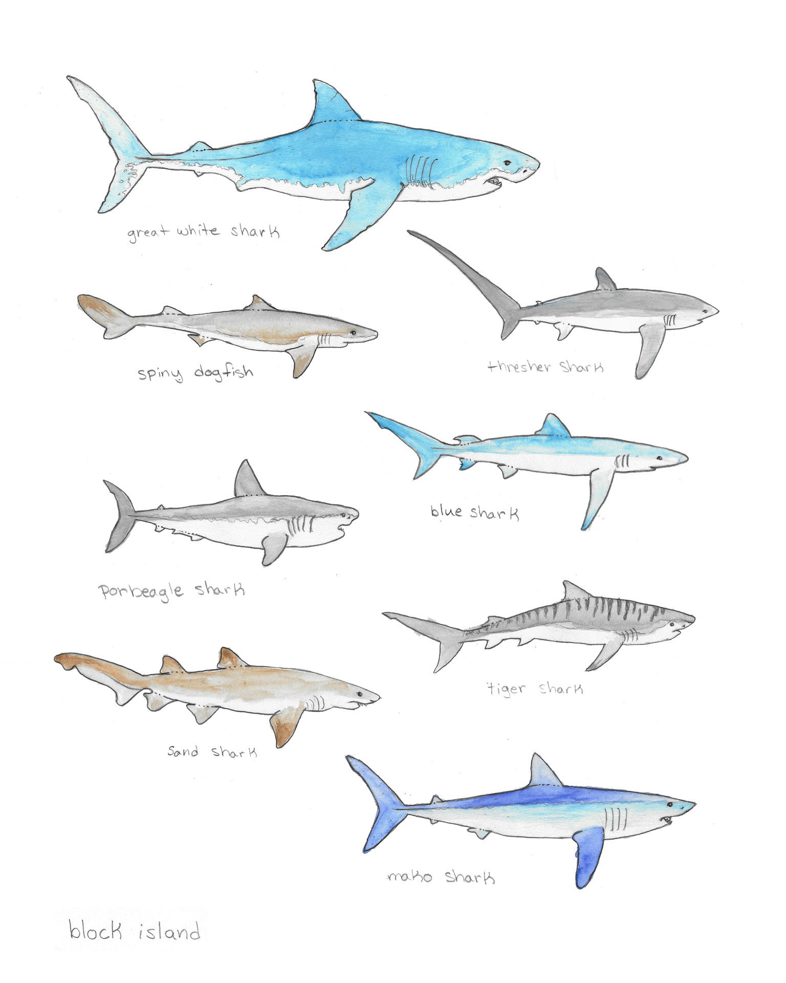 Block Island Sharks Print Etsy