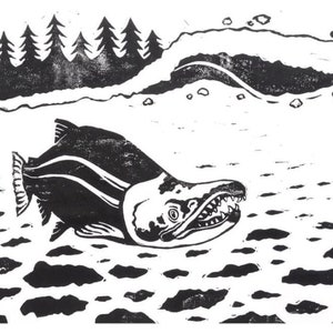 Sockeye Salmon Print