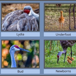Notecards - Eastern Sandhill Crane  / Assorted 4 Pack