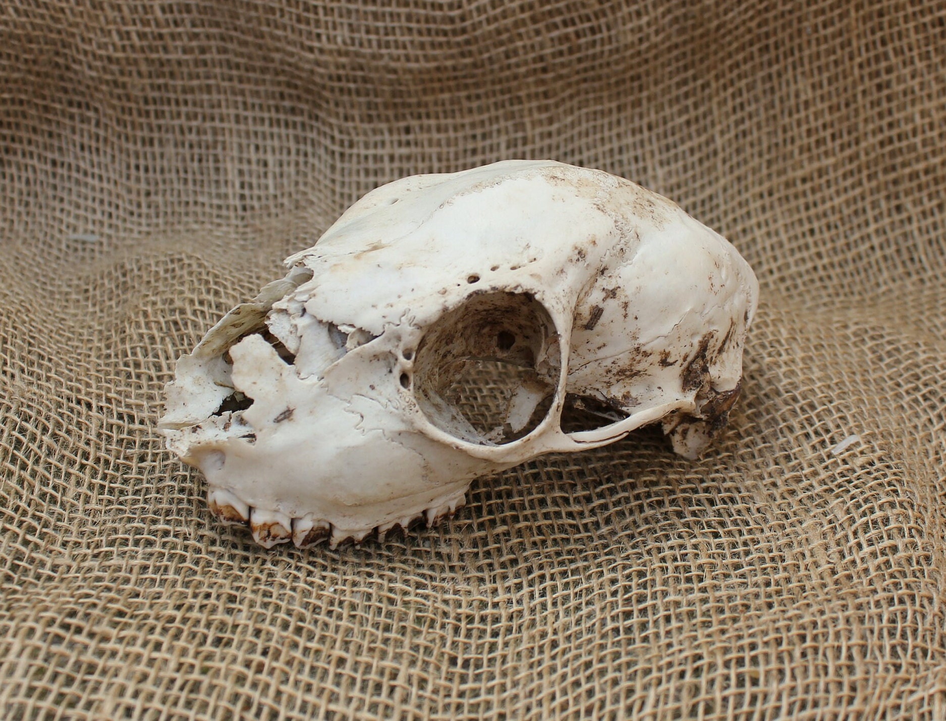 Weird Animal Skulls - Etsy UK Weird Animal Skulls - Etsy UK