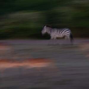 Zebra and Impala after sunset ICM Canvas print Maasai Mara Africa