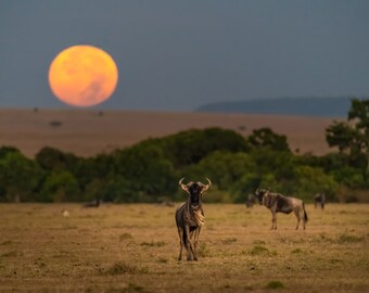 Wildebeest in Maasai Mara against Moonset Canvas print Fine art print