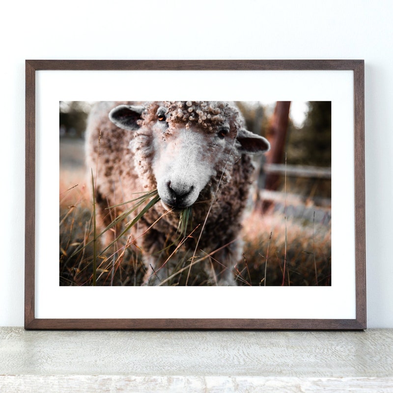 Sheep Photo - Etsy