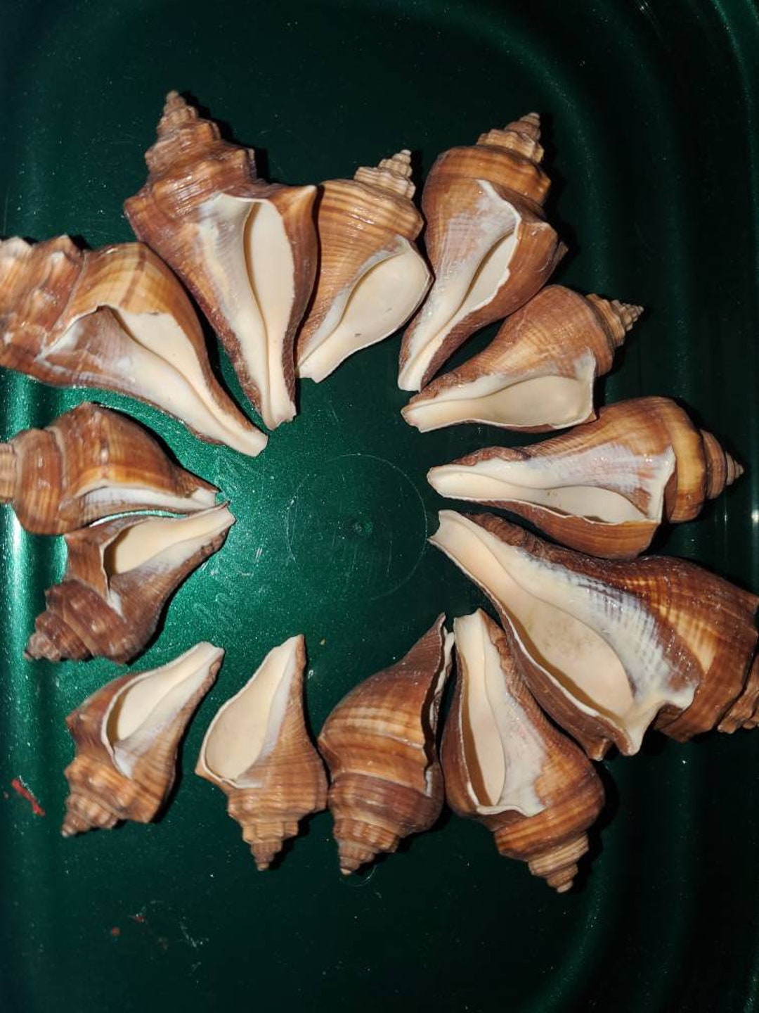 Set of 13 Mini Conch Shells. Etsy
