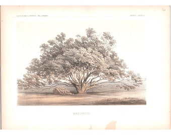 1857 Original Antique Color Lithograph Print "Mazanito"  Tree Botany