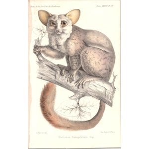 Original French 19th c Antique Hand-Tinted Print  Pl. IV Otolicnus Senegalensis