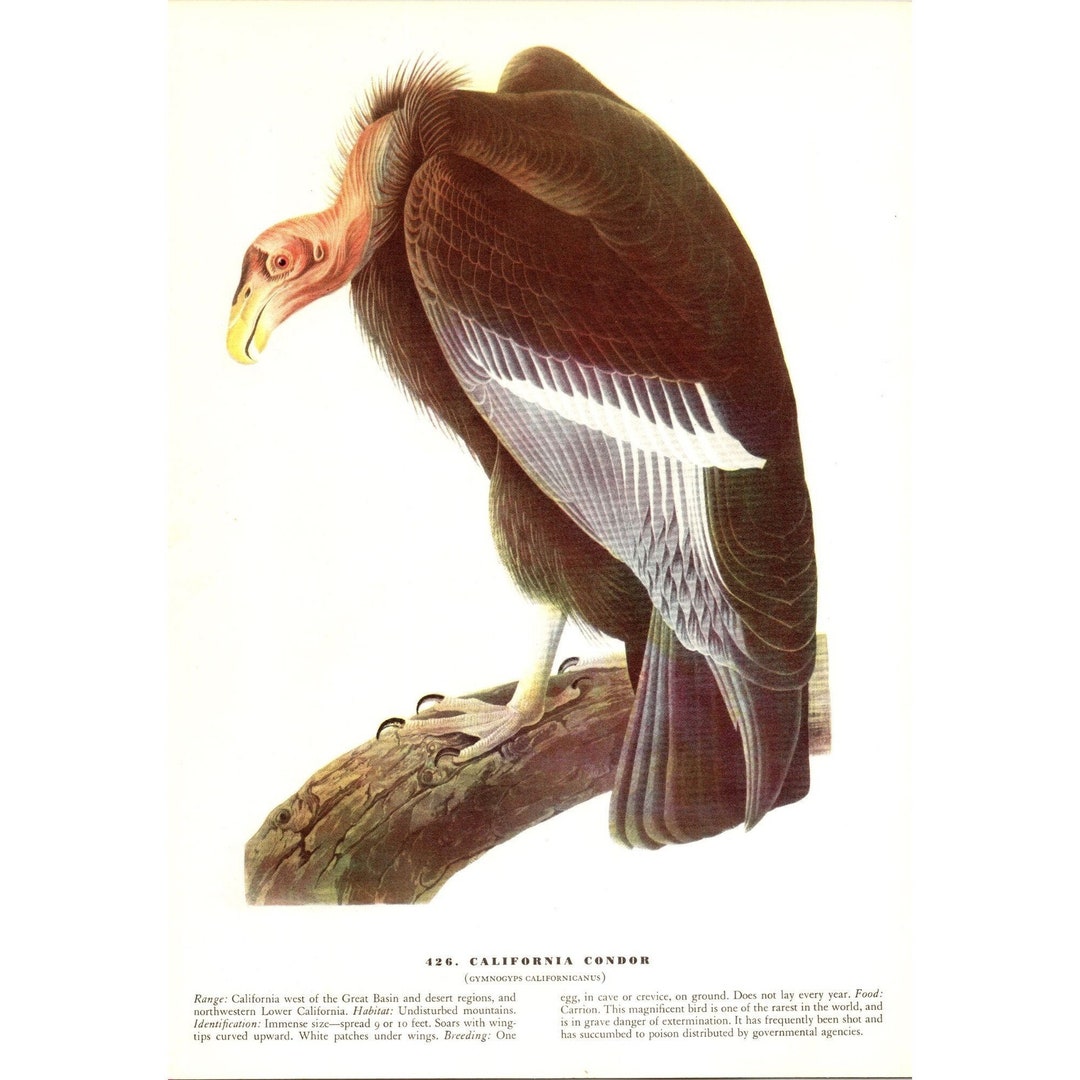 California Condor 1941 Audubon birds of America Original Color Bird ...
