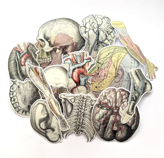 Antique Anatomy Stickers Pack. Vintage Anatomy Stickers, Vintage