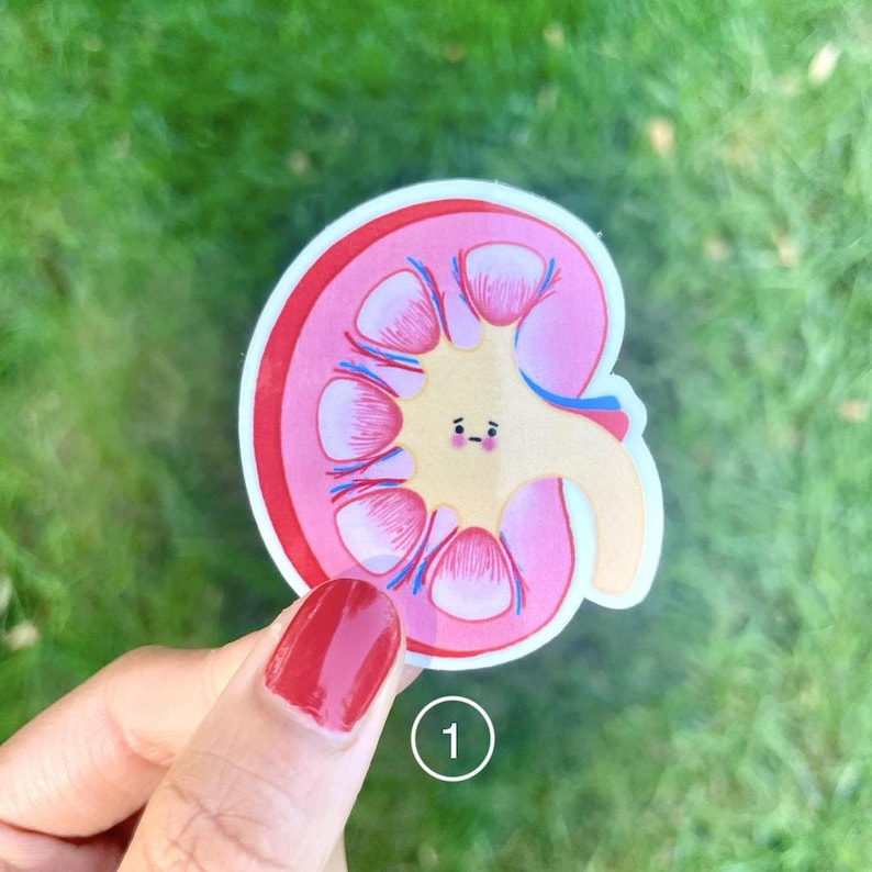 May include: A pink and yellow cartoon kidney sticker with a cute face. The kidney is illustrated with internal structures in blue and red.