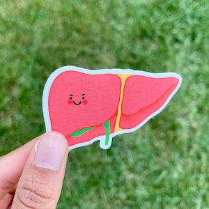 Liver Sticker, Gastroenterology, Hepatologist, Hepatobiliary GI Gift, Doctor Surgeon Nurse Medical Student, Anatomy, Laptop Bottle Sticker