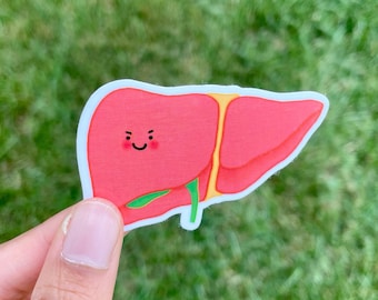 Liver Sticker, Gastroenterology, Hepatologist, Hepatobiliary GI Gift, Doctor Surgeon Nurse Medical Student, Anatomy, Laptop Bottle Sticker