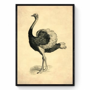 Ostrich - Antique Reproduction - dated 1891 - Osteology - Bird Art - Available Framed