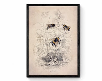 Bumblebee Print - Antique Reproduction - Insect Art - Entomology - Jardine - Vintage Wall Art - Available Framed