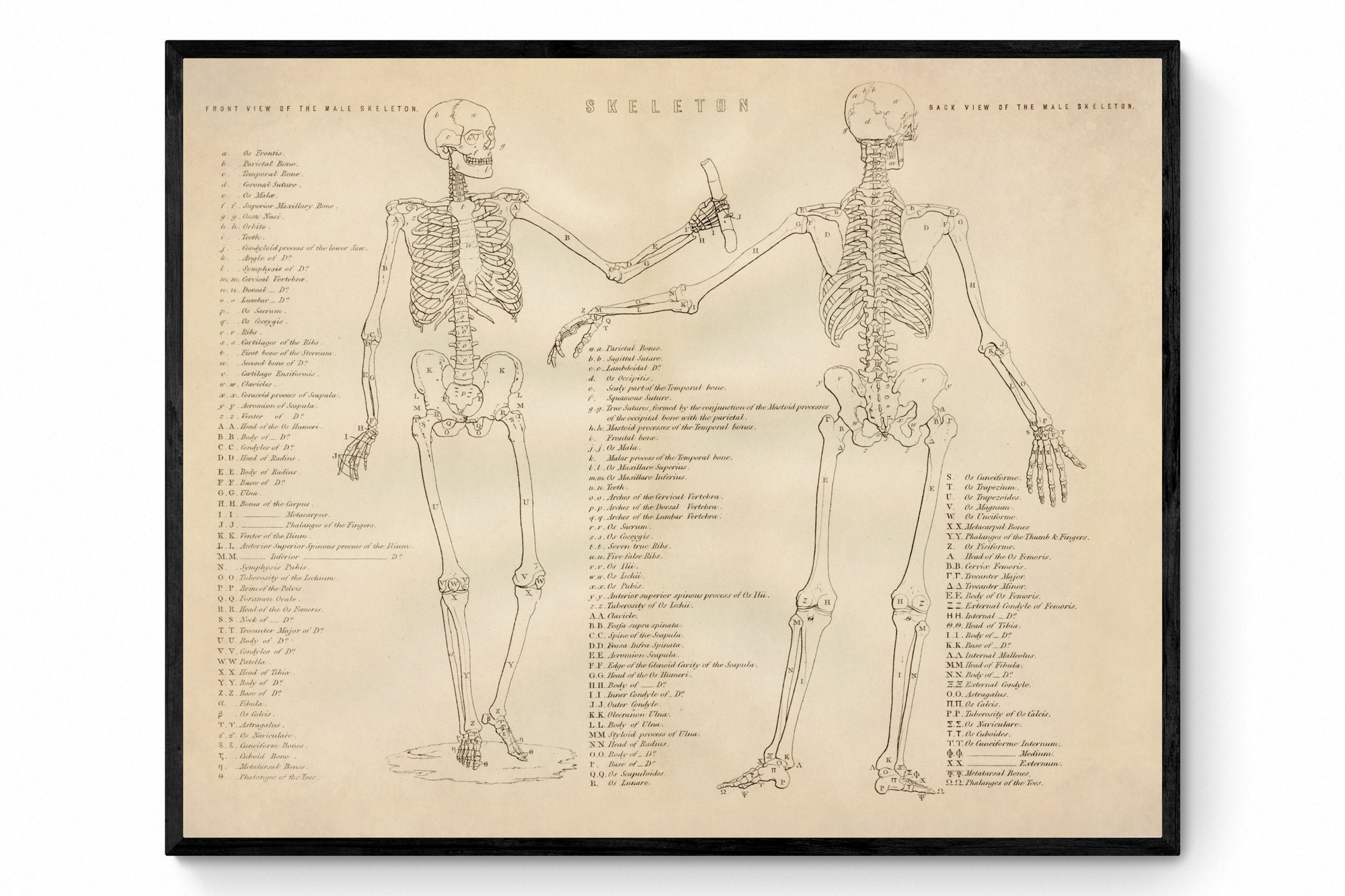 Skeleton Print Antique Reproduction Osteology Anatomy Science Wall Art ...