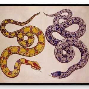 May include: A vintage illustration of two snakes, one yellow with red markings and the other purple with black markings, on a cream background.