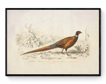 May include: A vintage illustration of a pheasant, a type of bird, with brown, green, and red feathers. The bird is standing on a ground with foliage in the background. The illustration is printed on a cream-colored paper with the text "GALLINACEÆ  Phasianus colchicus, var. 1.  Le grand faisan  -  Daudin, 1800"