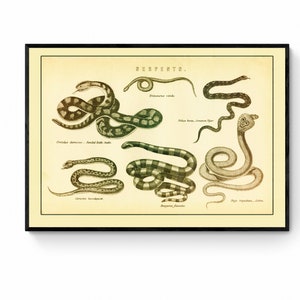 May include: A framed vintage print displaying detailed illustrations of different snake species. The artwork, titled "REPERTO," presents snakes in various poses and patterns, set against a cream background. The print is enclosed within a black frame.