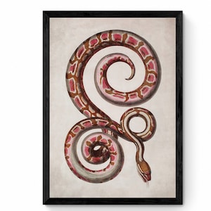 May include: A vintage illustration of a pink and brown snake curled in a spiral shape on a cream background.