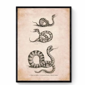 Könnte beinhalten: Vintage-Illustration von drei Schlangen auf beigefarbenem Hintergrund. Die Schlangen sind in Schwarzweiß gezeichnet und mit "1. Viper oder Kreuzotter, 2. Gemeine Schlange 3. Klapperschlange" beschriftet.