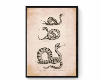 Snake Print - Antique Reproduction - Viper or Adder, Common Snake and Rattlesnake - Reptile - Herpetology - Available Framed