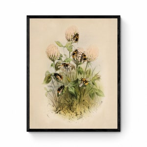 May include: A vintage illustration of a cluster of white clover blossoms with bees buzzing around them. The illustration is done in watercolor and has a light brown background.